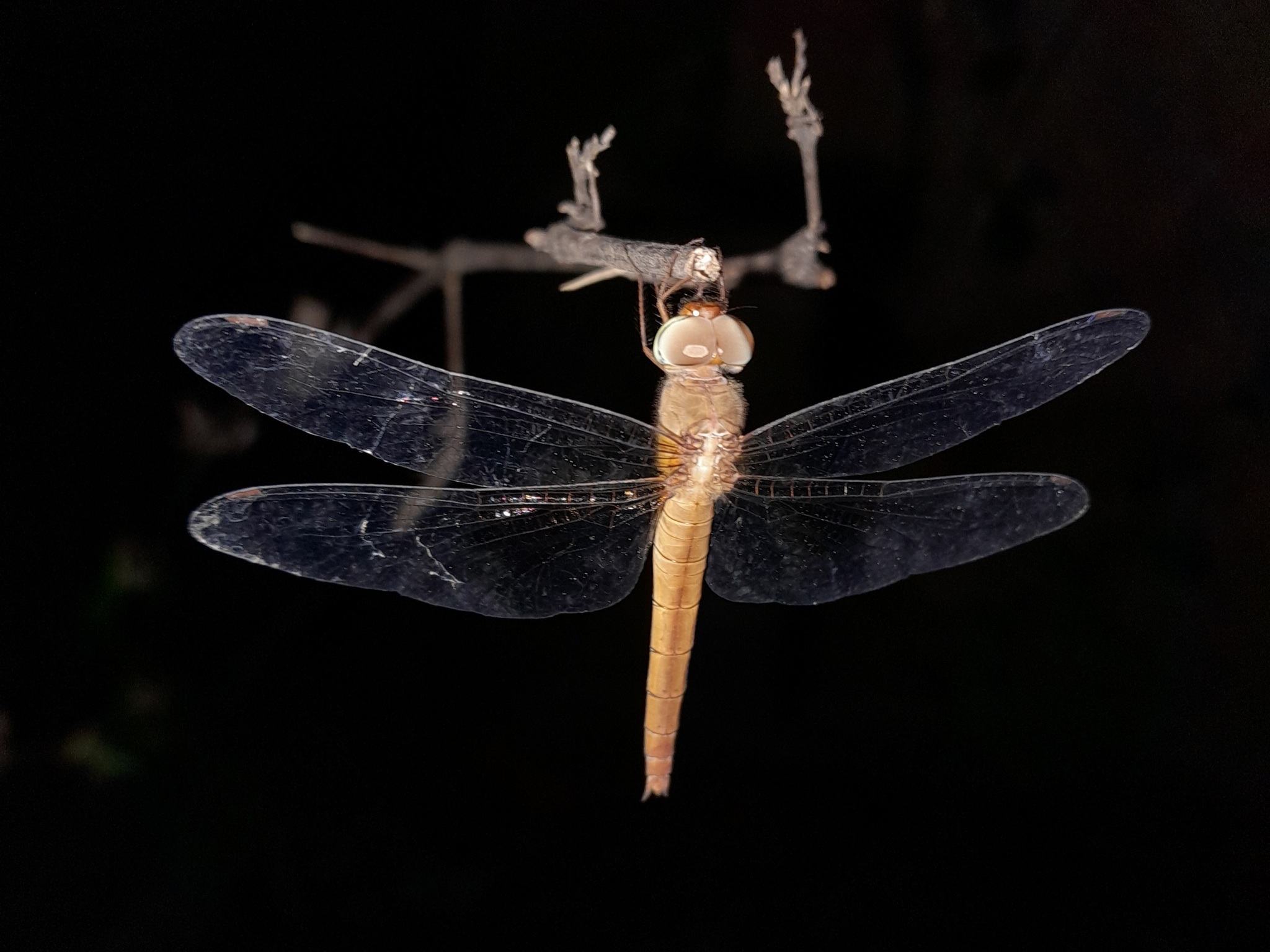 Coral-Tailed Cloudwing