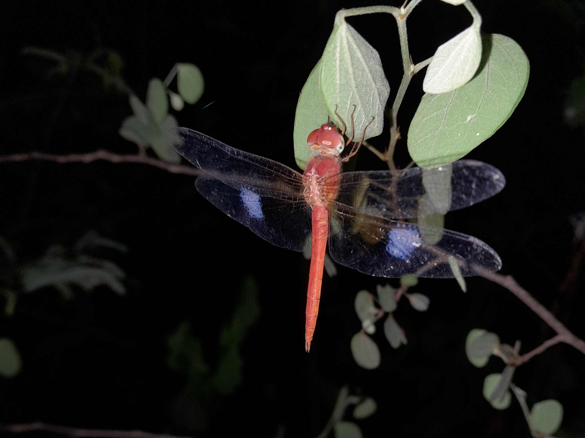 Coral-Tailed Cloudwing