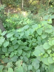 Reynoutria × bohemica