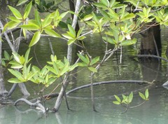 Rhizophora apiculata