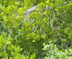 Varanus salvator macromaculatus