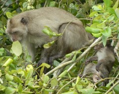Macaca fascicularis