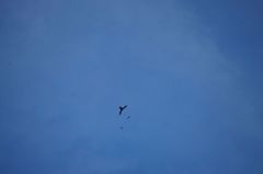 Streptoprocne rutila