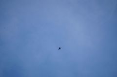 Streptoprocne rutila