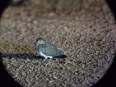 Chordeiles nacunda
