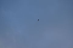 Streptoprocne rutila