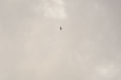 Streptoprocne rutila