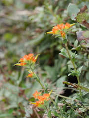 Castilleja litoralis