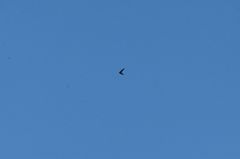 Streptoprocne rutila