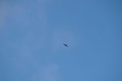 Streptoprocne rutila