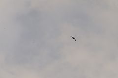 Streptoprocne rutila