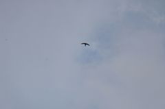 Streptoprocne rutila