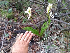 Govenia liliacea