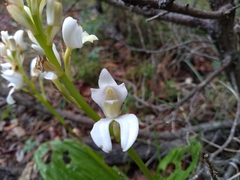 Govenia liliacea