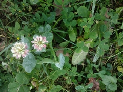 Trifolium hybridum
