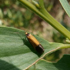 Chrysonoma concisella