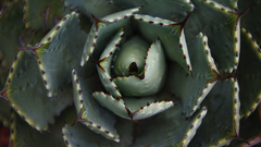 Agave isthmensis