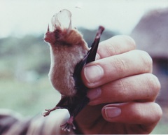 Tiny Big-Eared Bat photo 2