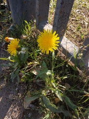 Sonchus arvensis
