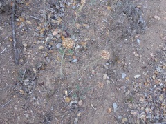 Monardella hypoleuca lanata