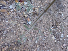 Monardella hypoleuca lanata