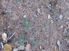 Monardella hypoleuca lanata