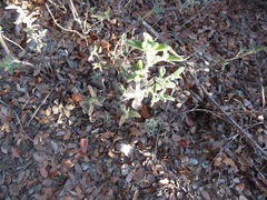 Monardella hypoleuca lanata