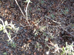 Monardella hypoleuca lanata