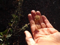 Monardella hypoleuca lanata
