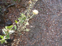 Monardella hypoleuca lanata