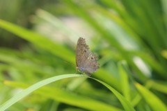 Junonia atlites atlites