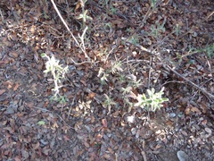 Monardella hypoleuca lanata
