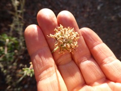 Monardella hypoleuca lanata
