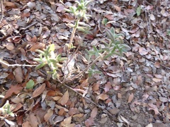 Monardella hypoleuca lanata
