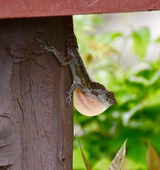 Anolis allogus
