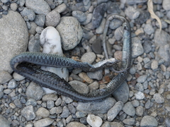 Thamnophis atratus