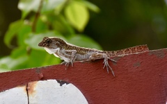 Anolis allogus