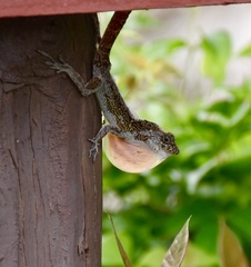 Anolis allogus