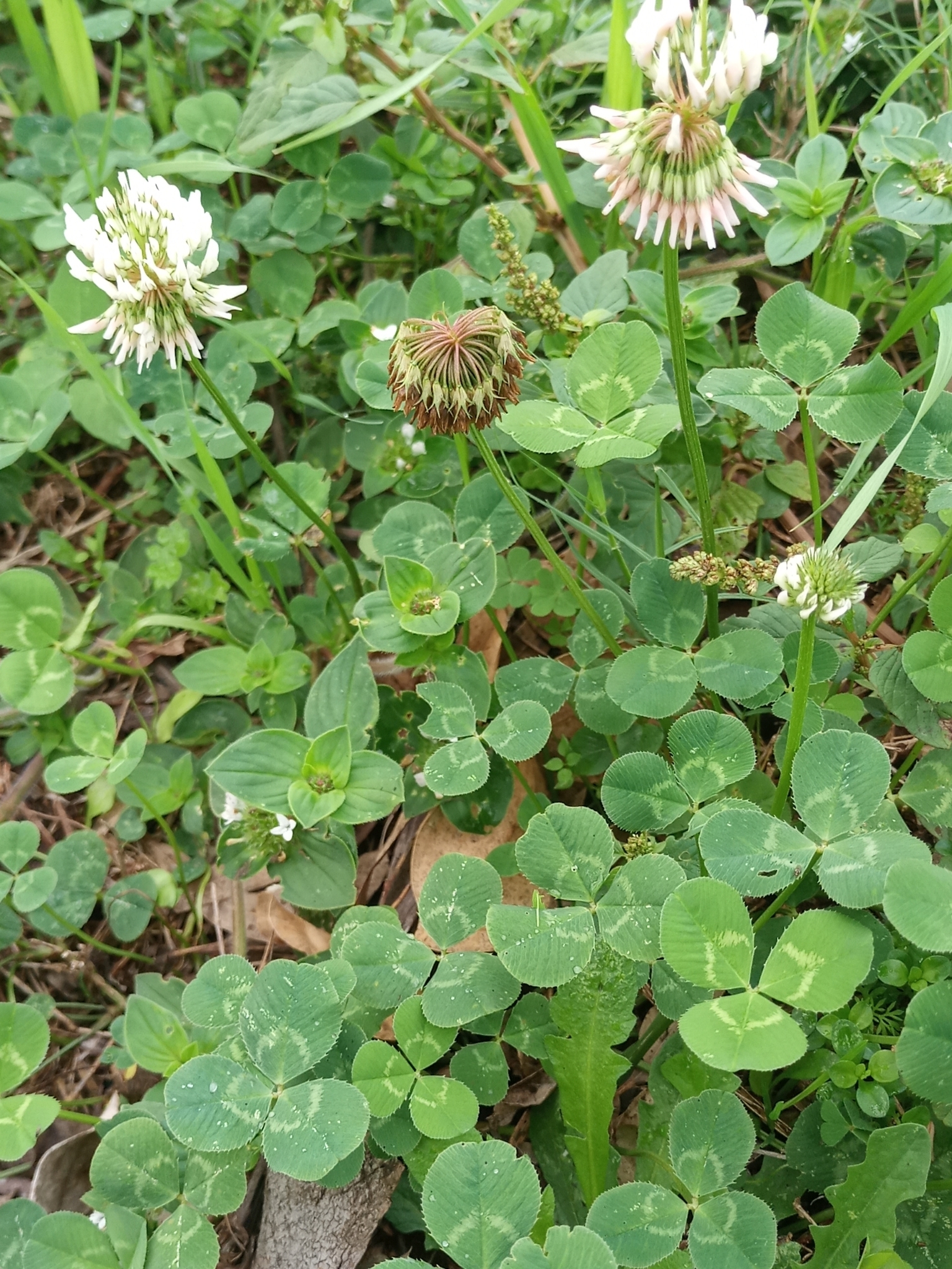 Trifolium repens