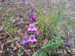 Penstemon campanulatus