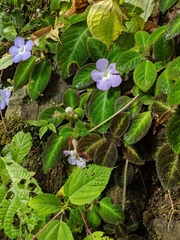 Episcia lilacina