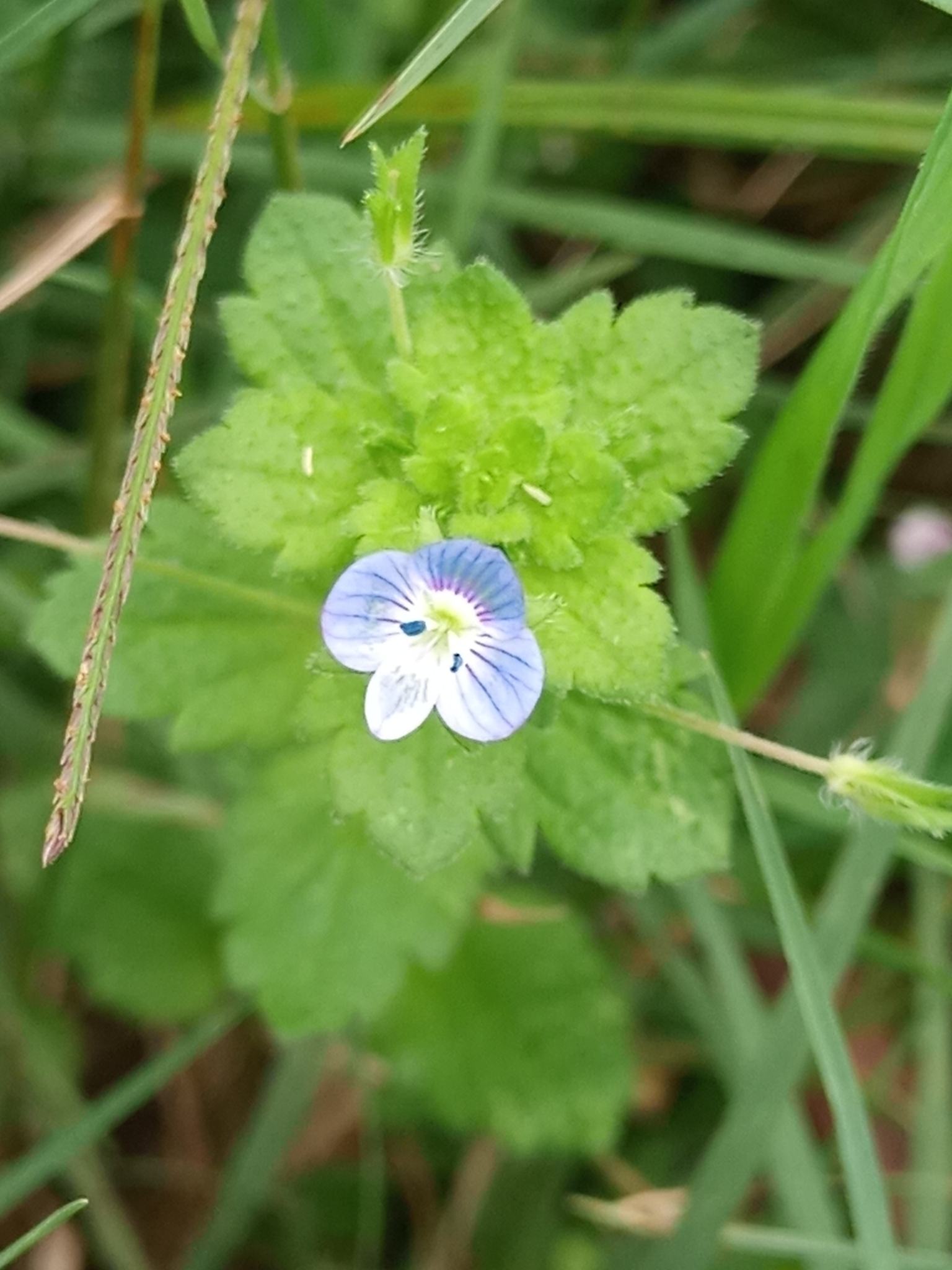 Veronica persica