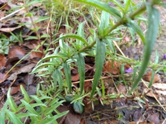 Penstemon campanulatus