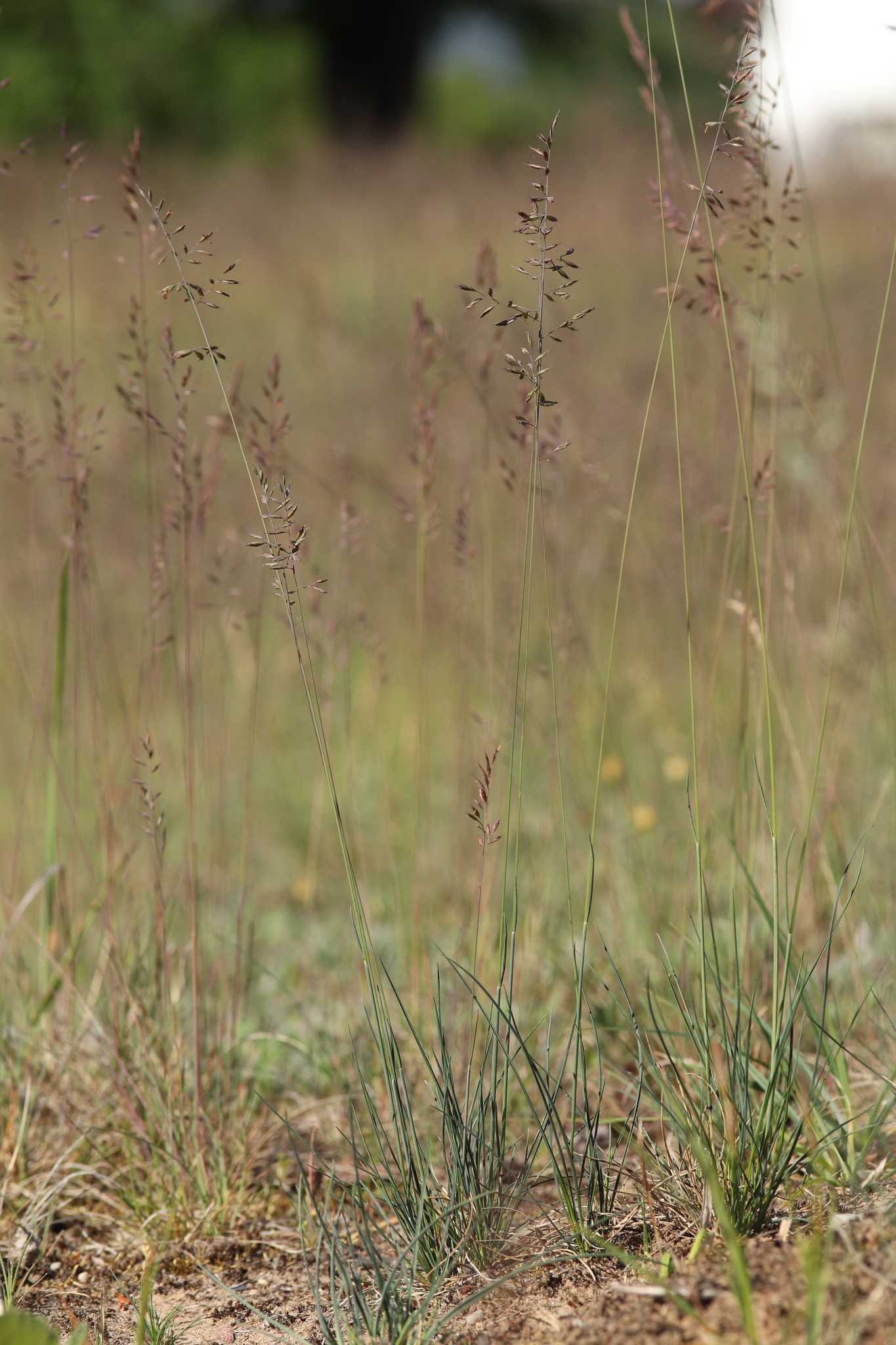 Imagem de Festuca azul