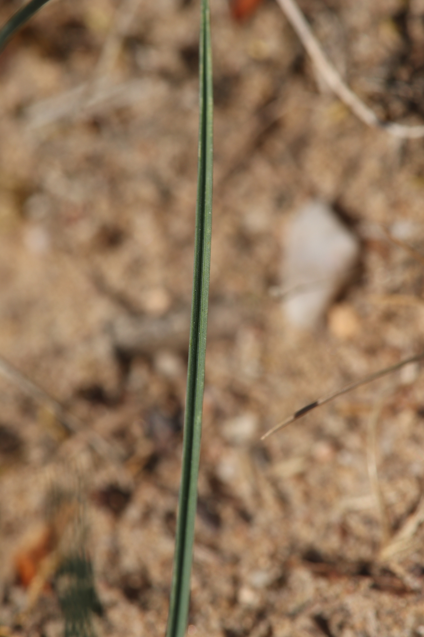 Imagem de Festuca azul