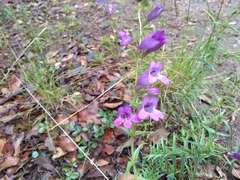 Penstemon campanulatus