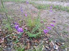 Penstemon campanulatus