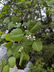 Crataegus scabrida
