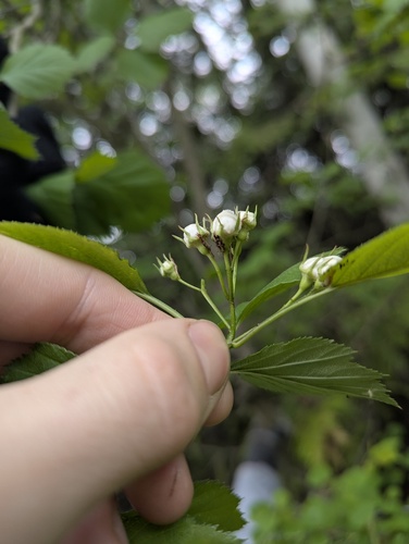 Crataegus scabrida, photograph 3