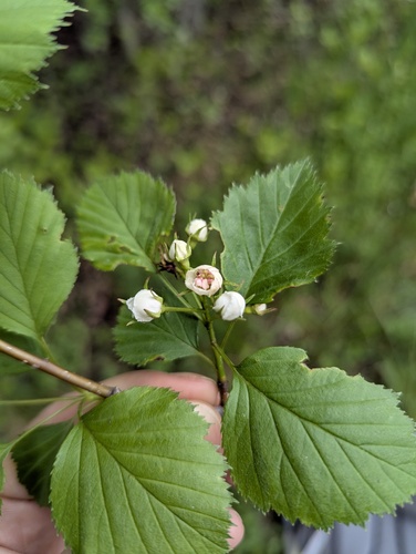 Crataegus scabrida, photograph 2